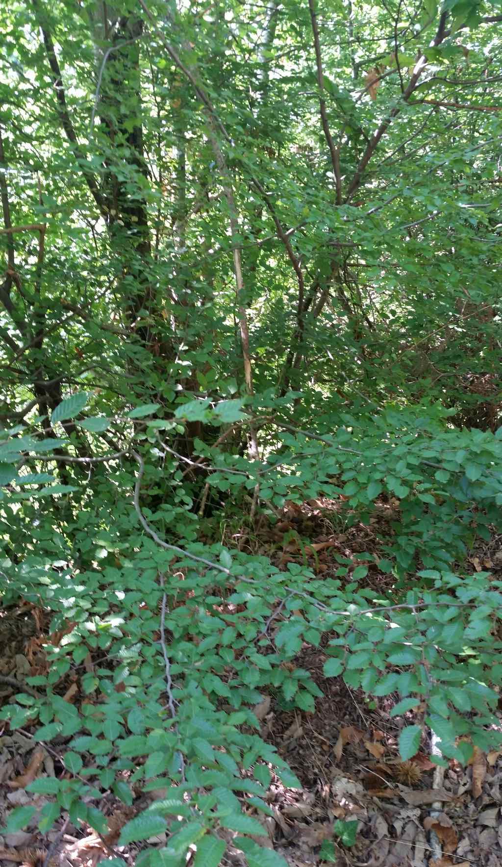 Carpinus betulus?  pi probabile Carpinus orientalis